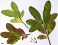 SpeciesSub: subsp. japonicum